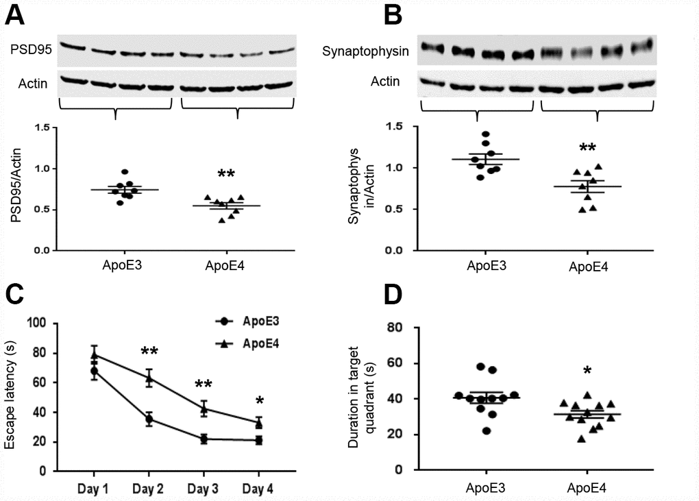 ApoE4 impairs synaptic integrity and cognitive function. Brain tissues (temporal lobe) were collected from 12-month old ApoE3 and ApoE4 mice. Synaptic proteins were measured and normalized with an internal control (β-actin) in Western blot. (A) Representative Western blot and plotted data of PSD95; (B) Representative Western blot and plotted data of Synaptophysin (n= 6-9 per group, **pC) the escape latency during 4-day learning period; (D) the time spent at the target quadrant on day 5 (n=11-12, * p