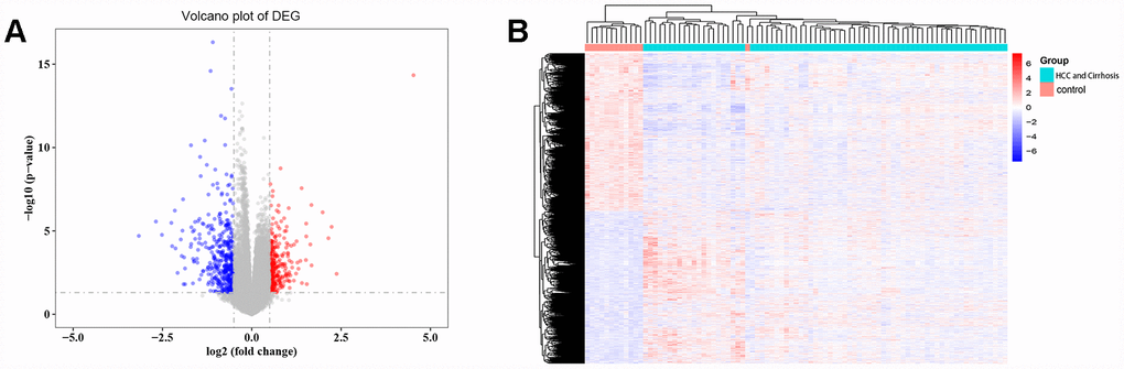 Differentially expressed gene (DEG) analysis. (A) Volcano plot of the DEGs. Red indicates upregulated and blue indicates downregulated in cirrhosis/HCC. (B) Hierarchical clustering dendrograms of the expression patterns of DEGs that can basically distinguish normal liver tissue and cirrhosis/HCC.