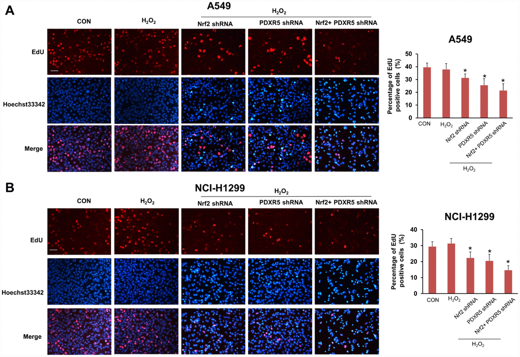 The effects of Nrf2 and/or PRDX5 shRNA on cell proliferation and apoptosis of A549 and H1299 under oxidative stress by using flow cytometry. (A) Nrf2 and/or PRDX5 shRNA significantly increased apoptosis ratio of A549 and H1299 cells treated with H2O2 (*P B) Nrf2 and/or PRDX5 shRNA significantly decreased cell proliferation of A549 and H1299 cells treated with H2O2 (*P 