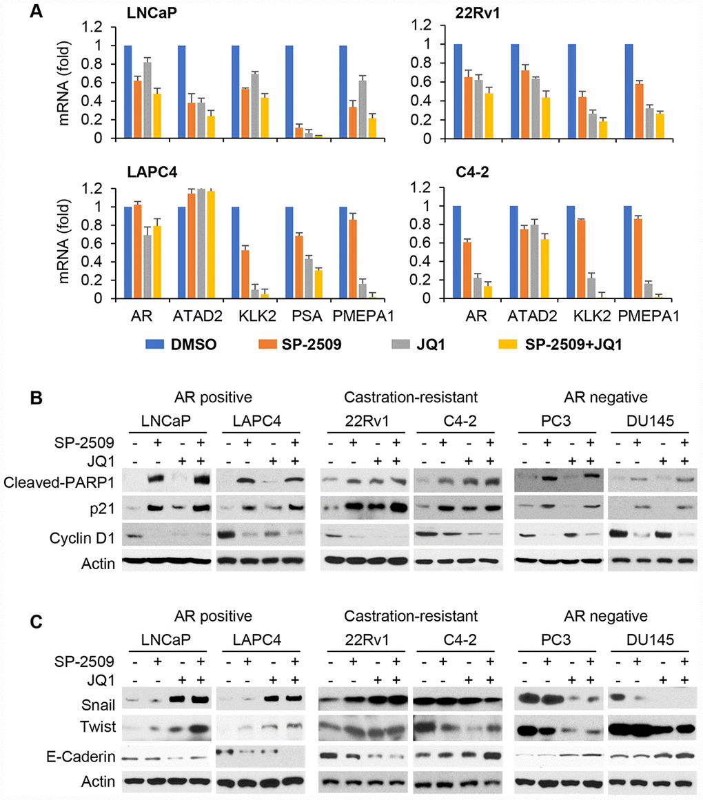 LSD1 and BRD4 inhibition have different target genes in AR-positive and AR-negative PCa cells. (A) Cells were treated with 1 μM JQ1 or 1 μM SP-2509 alone, or in combination for 72 h. mRNA expression of selected AR target genes was measured by real-time PCR assay. Data were reported as the fold change in mean levels ±SD. (B–C) Cells were treated with 1 μM JQ1 or 1 μM SP-2509 alone, or in combination for 72 h. Total protein lysates were analyzed by immunoblot using the indicated antibodies.