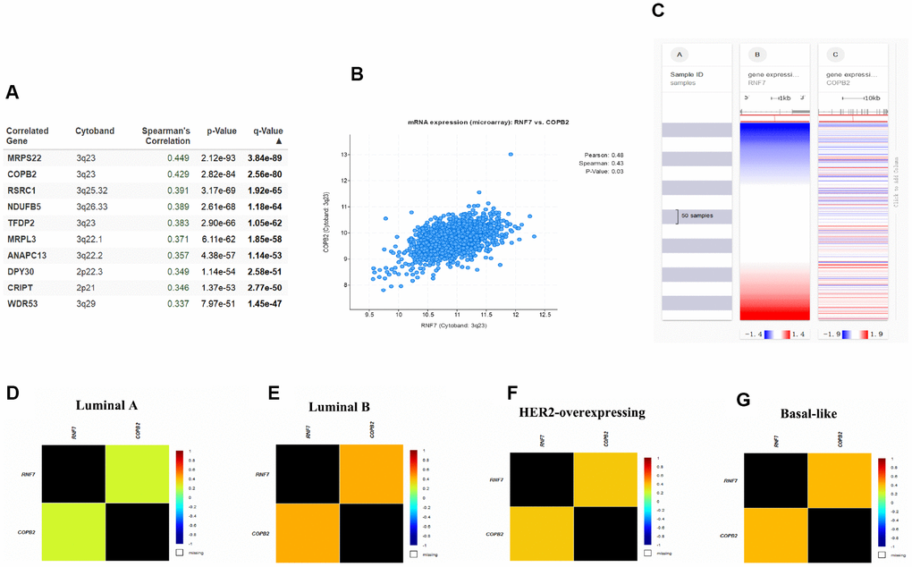 SAG may be involved in COPB2-related signaling. (A) Top 10 genes positively correlated to SAG expression in breast cancer. (B) Correlation between SAG and COPB2 analyzed using cBioPortal for Cancer Genomics. (C) Heat map of the correlation between SAG and COPB2. Co-expression of SAG and COPB2 in luminal A (D), luminal B (E), HER2-expressing (F) and basal-like (G) breast cancers analyzed using bc-GenExMiner 4.3.