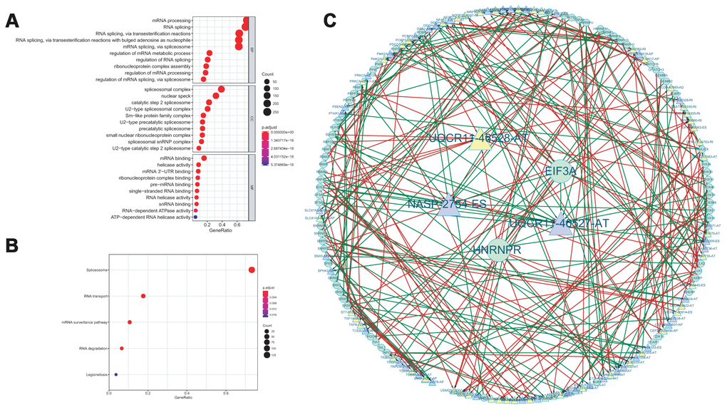 GO functional enrichment analysis (A) and KEGG pathway analysis (B) of AS events related SF genes. The interaction network between SF and AS events (C).