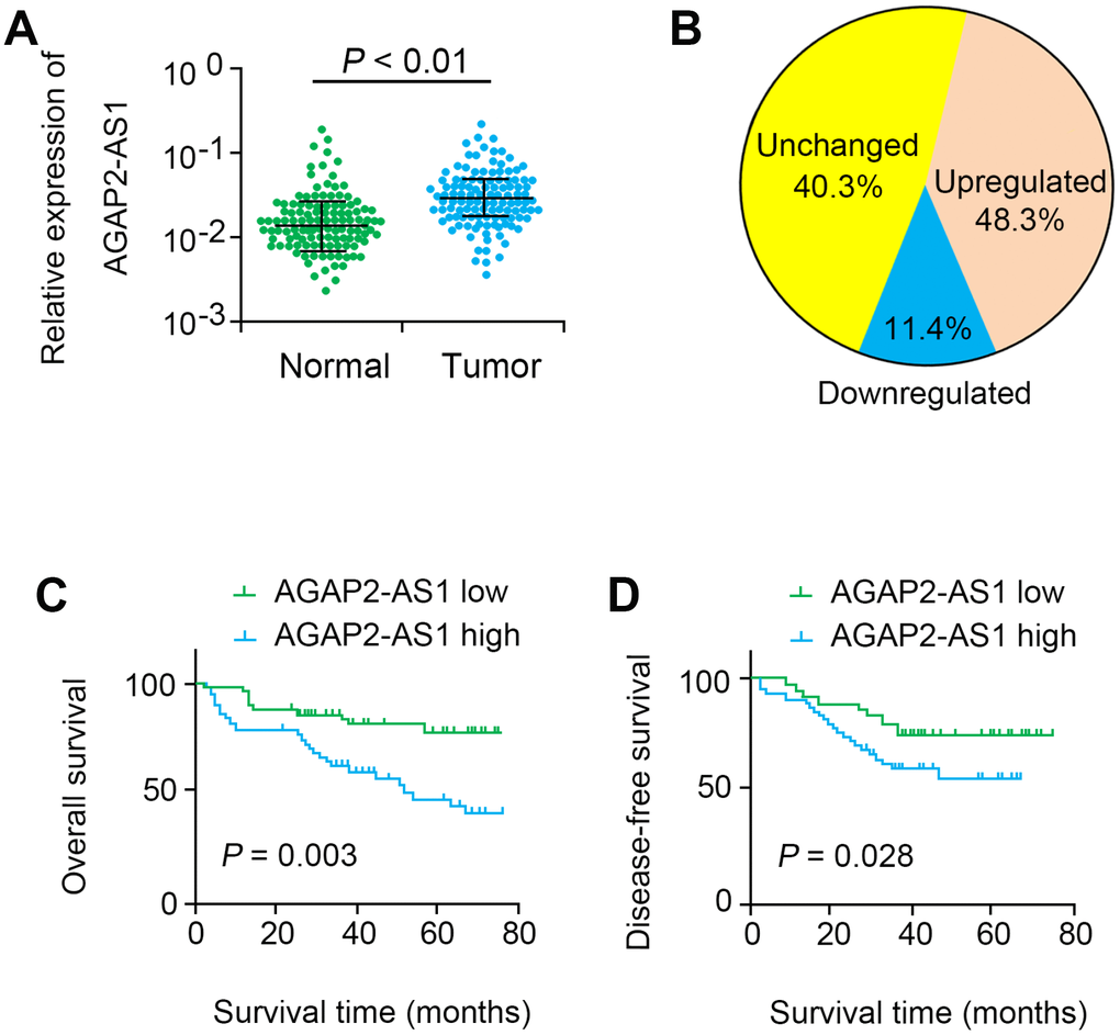 AGAP2-AS1 was overexpressed in CRC tissues. (A) Relative expression levels of AGAP2-AS1 in 116 paired CRC tissues and paired noncancerous tissues were quantified by qRT-PCR. (B) AGAP2-AS1 was upregulated (> 2-fold) in 48.3% of the CRC tissues. (C, D) Kaplan–Meier survival analysis of the OS and DFS in CRC patients with low or high AGAP2-AS1 expression.