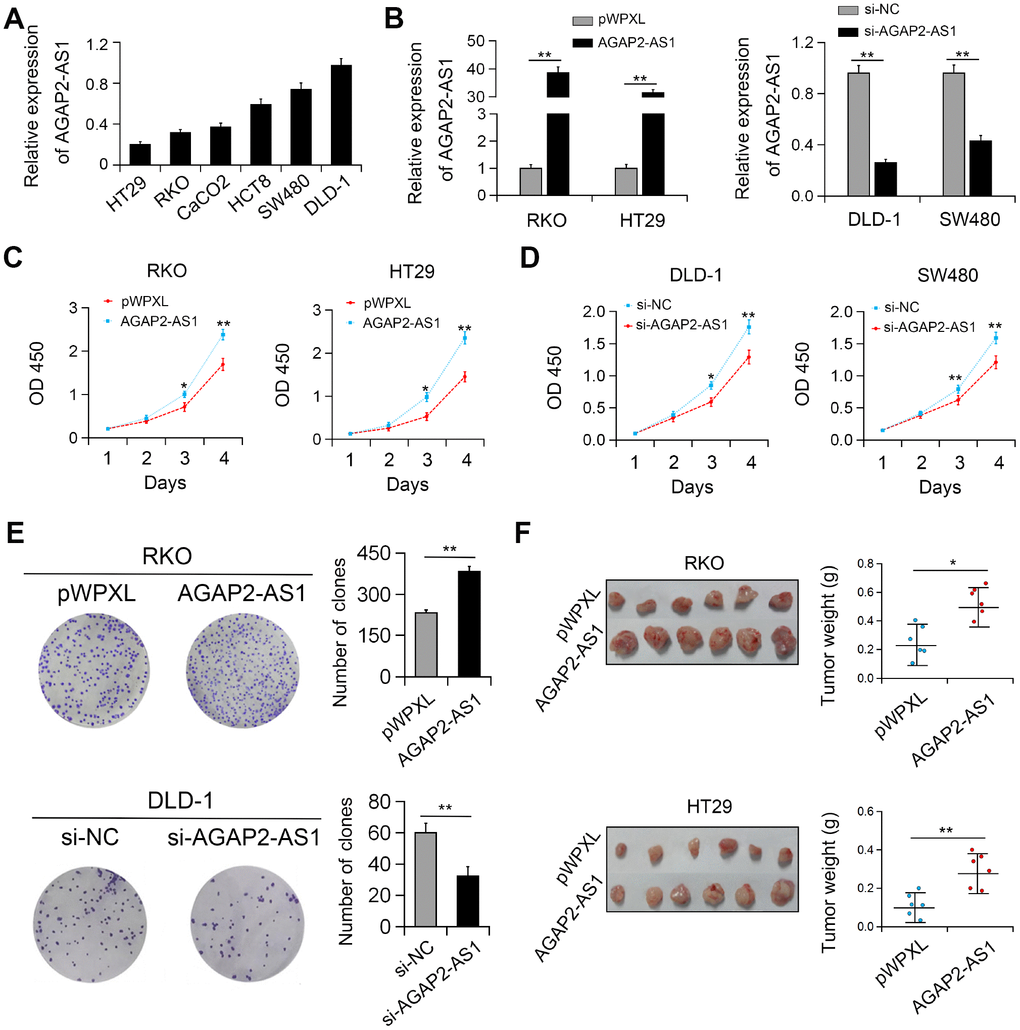 AGAP2-AS1 promoted cell viability both in vitro and in vivo. (A) Relative expression of AGAP2-AS1 in CRC cell lines. (B) Validation of overexpression and knockdown efficacy of AGAP2-AS1 in CRC cell lines by qRT-PCR. (C, D) Effects of AGAP2-AS1 overexpression and downregulation on CRC cell proliferation were measured by CCK-8 assay. (E) Effects of AGAP2-AS1 on colony formation in CRC cells. (F) AGAP2-AS1 overexpression promoted CRC tumorigenesis in a xenograft mouse model. *P 