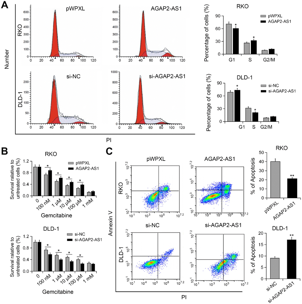 AGAP2-AS1 promoted cell cycle progression and conferred gemcitabine resistance. (A) Cell cycle in RKO cells transfected with pWPXL-AGAP2-AS1 or pWPXL, and DLD-1 cells transfected with si-AGAP2-AS1 or si-NC were analyzed. (B) The sensitivity of CRC cells to gemcitabine were decreased by AGAP2-AS1. (C) Apoptosis of CRC cells after AGAP2-AS1 overexpression or knockdown in the presence of gemcitabine. *P 