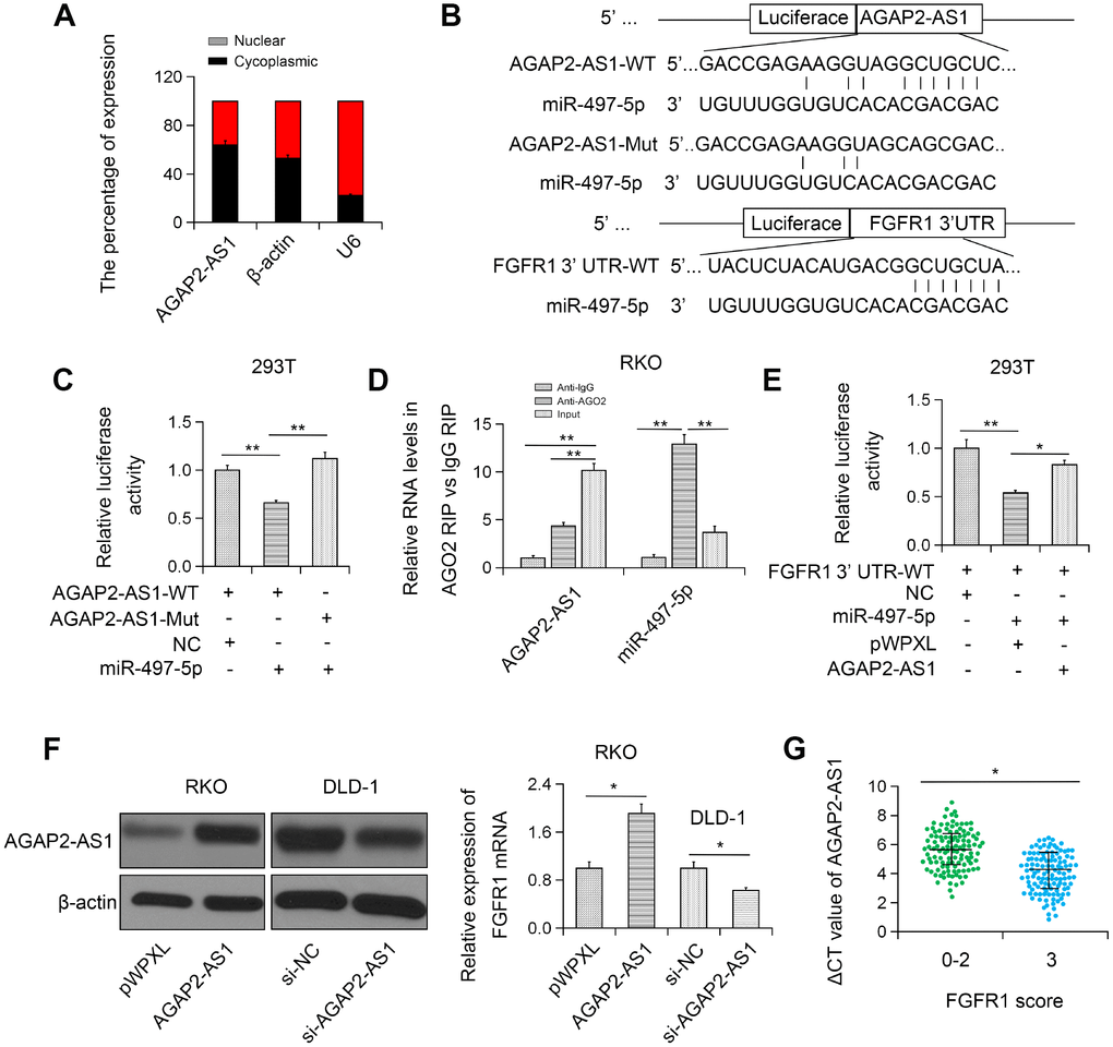 AGAP2-AS1 sponged miR-497 and modulated FGFR1 expression. (A) Subcellular localization of AGAP2-AS1 was detected in RKO cell line. (B) miR-497-binding sequence in AGAP2-AS1 and FGFR1 3'UTR. (C) Luciferase activity of pLuc-AGAP2-AS1 WT or Mut co-transfected with miR-497. (D) Cellular lysates from RKO cells were used for RIP with an anti-Ago2 antibody or IgG antibody. (E) miR-497 and pLuc-FGFR1 3'UTR were co-transfected with pWPXL-AGAP2-AS1 into 293T cells. (F) The expression level of FGFR1 in RKO cells transfected with pWPXL-AGAP2-AS1 and in DLD-1 cells transfected with si-AGAP2-AS1. (G) Correlation between FGFR1 and AGAP2-AS1 expression. *P 