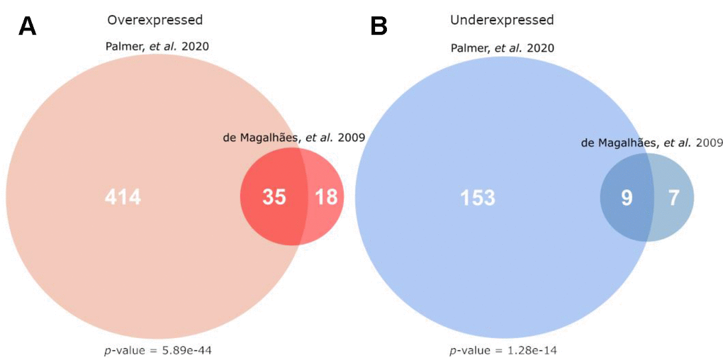 Overlap of this current work’s meta-analysis (Palmer et al.) with the microarray signature of mammalian ageing currently hosted on GenAge (de Magalhães, et al.) [4]). (A) Gives the overlap for genes overexpressed with age, while (B) gives the overlap for genes underexpressed with age. The p-values given are the result of a hypergeometric test, testing the significance of the given overlap using all other protein-coding genes as a background (i.e. all genes not differentially expressed in the direction of the given analysis).