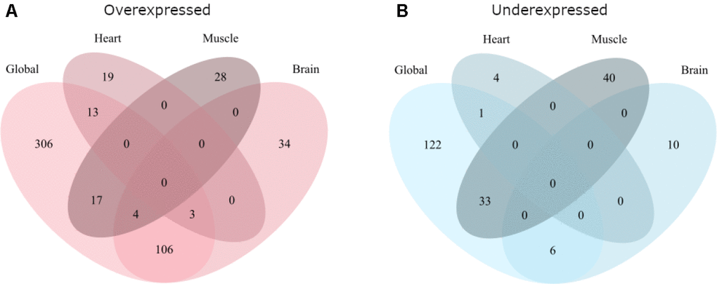 Overlap of the global and tissue-specific results of this meta-analysis. (A) Gives the overlap for genes overexpressed with age while (B) gives the overlap for genes underexpressed with age.