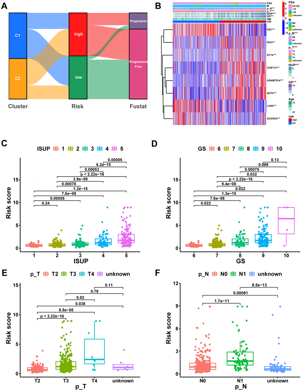 Correlation analysis of risk scores with clinical characteristics. (A) The potential correlation between clusters, risk score, and survival status was displayed by the Sankey diagram. (B) Heatmap of the MRS signature and clinicopathological characteristics. Boxplot showing the correlation between risk score and different ISUP stages (C), GS stages (D), pathologic T stages (E), and pathologic N stages (F). ns, not significant; **P 