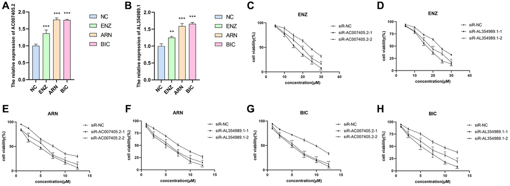 The effects of AL354989.1 and AC007405.2 on AAT resistance in LNCaP cells. The expression levels of AC007405.2 (A) and AL354989.1 (B) were increased with the treatment of ENZ, ARN and BIC, respectively. The drug sensitivity curves of siR-AC007405.2 and siR-AL354989.1 in LNCaP cells under ENZ (C, D), ARN (E, F) and BIC (G, H) treatment, separately.